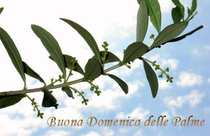 buona domenica delle palme